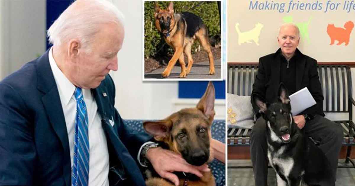 Is Joe Biden’s Dog Attacking Secret Service Agents as a Part of an Anti-MAGA Conspiracy?