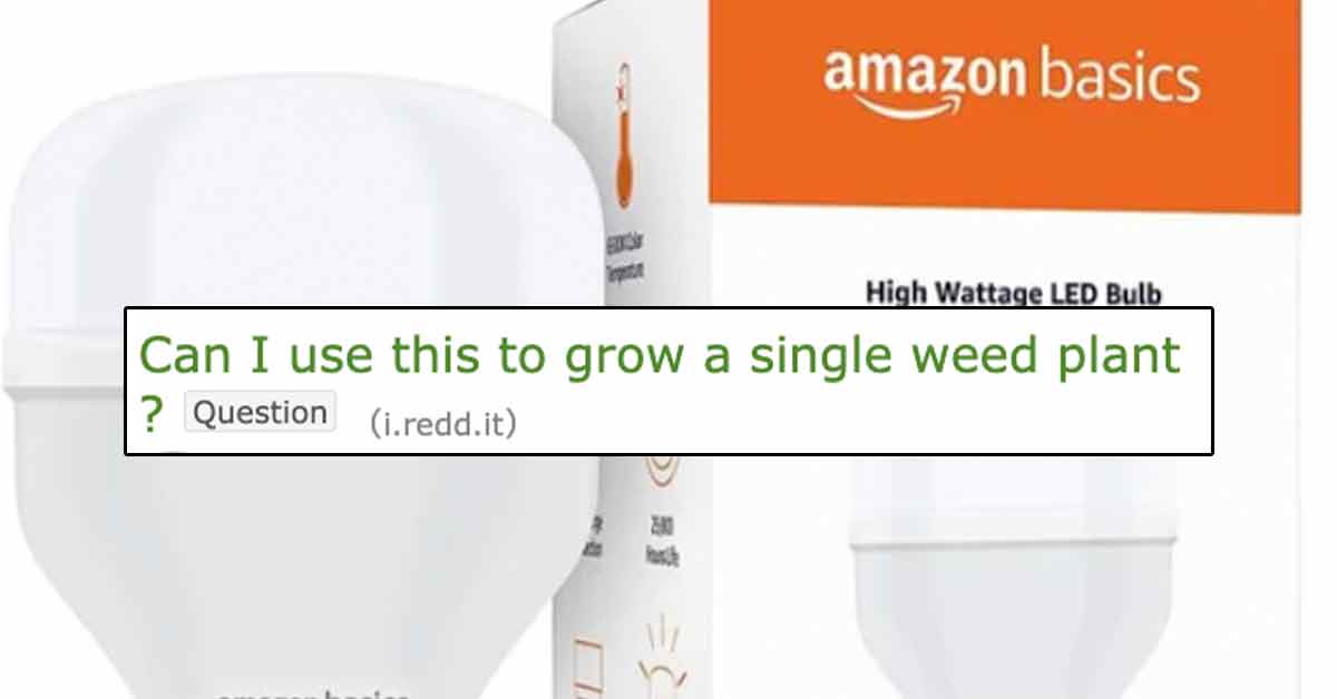 Stoners Nervous About Growing Weed With LED Lights After Incandescent Light Bulb Ban