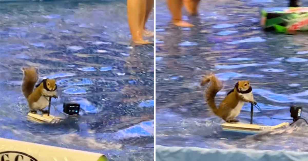 The Biggest Attraction at the Mall of America Is a Water Skiing Squirrel