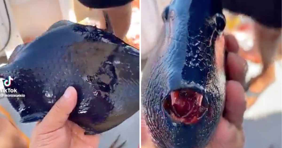 Creepy Fish Has People Thinking the Aliens Are Coming From the Water