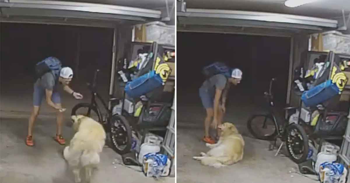 Dog Befriends Burglar During Bike Robbery