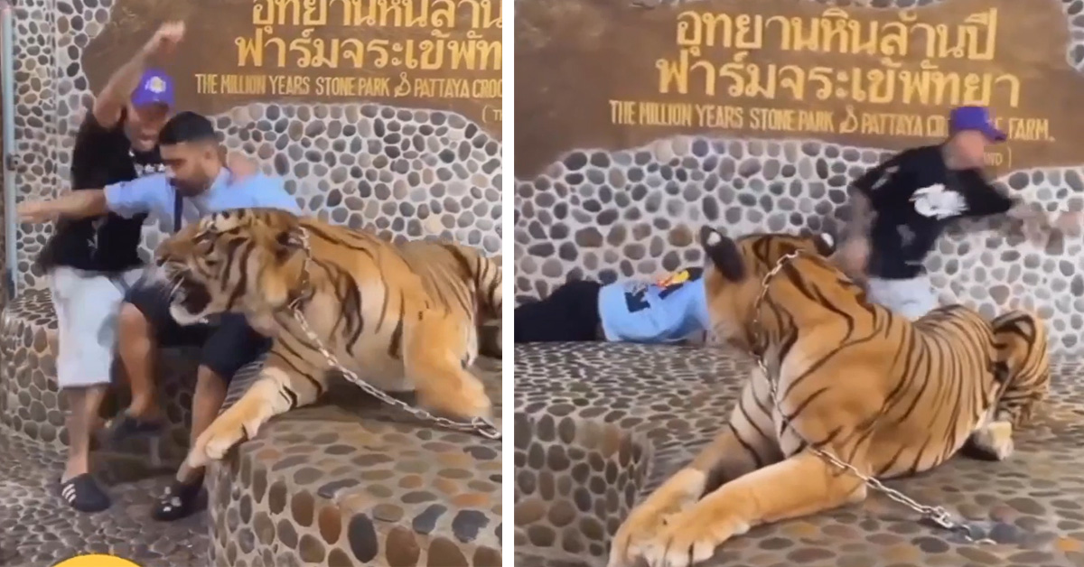 Two Friends Nearly Sh*t Themselves During Photo Op With Tiger