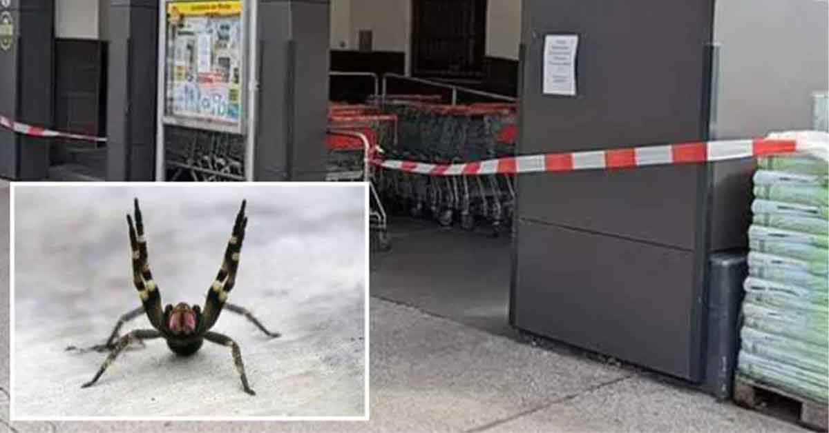 Spider Capable of Giving Its Victims “Ever-Lasting Boners” Has Shut Down a Grocery Store In Austria