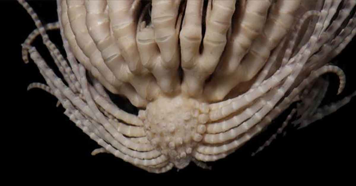 Horror Fans Terrified after 20-Armed Sea Creature Discovered In the Arctic