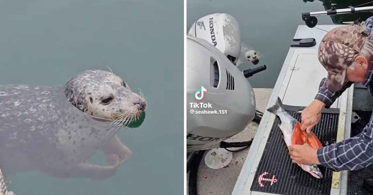 Thieving Seals Swipe Fish Out of Fisherman's Hands - Funny Article ...