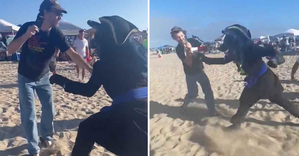 Furries Beat the Crap Out of Man Filming Them on the Beach