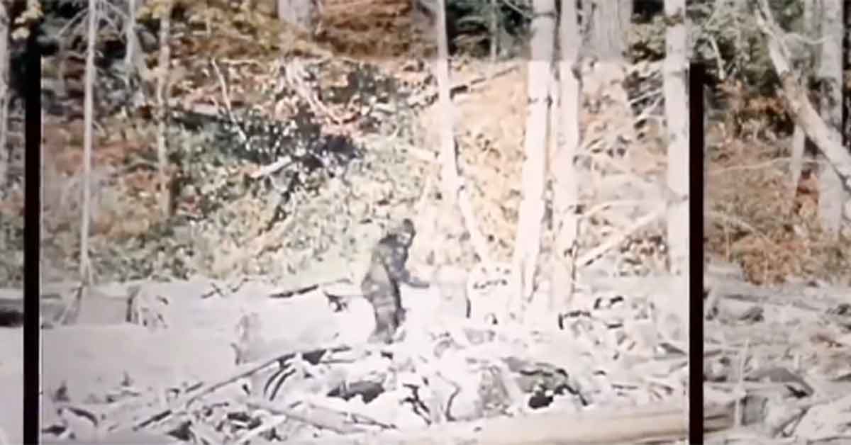 New Remastering of Iconic Sasquatch Sighting Proves Bigfoot Is So Incredibly Over It