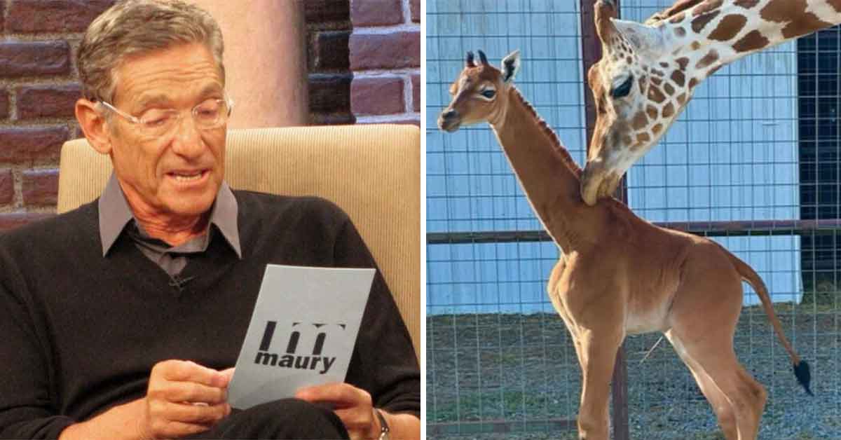 Skeptics Convinced Spotless Baby Giraffe Result of Steamy Zoo Cheating Scandal