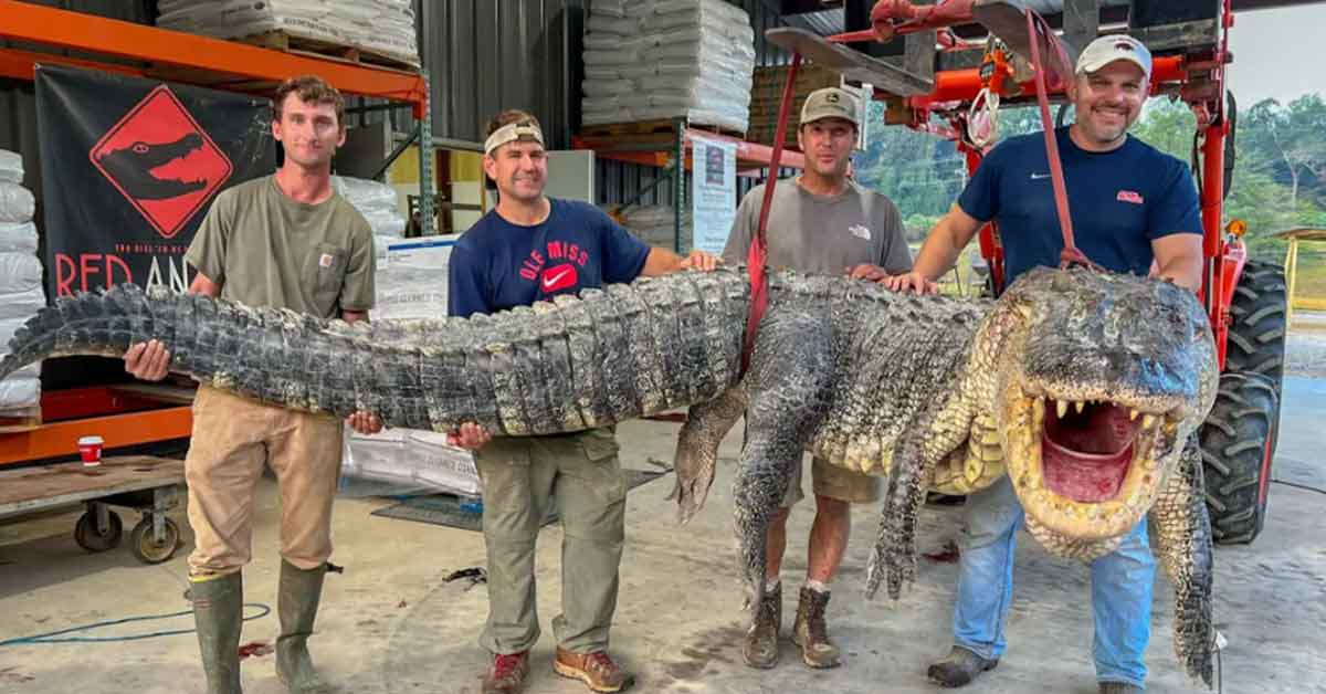 Gator Hunters Nab Record Breaking 800 LB, 14FT Long Alligator