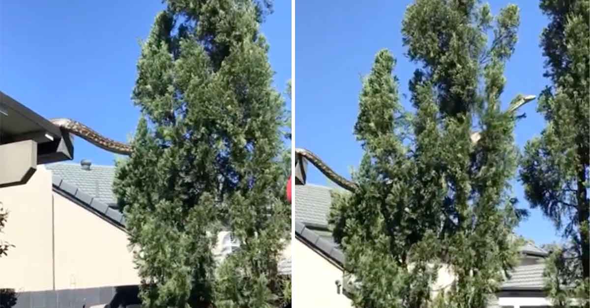 16-Foot-Long Carpet Snake Filmed Climbing Through Trees In Australia