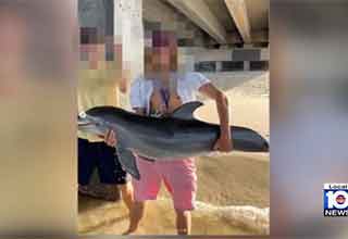 Dolphin Found Dead After Florida Man Plucked It From the Water For Instagram Selfie