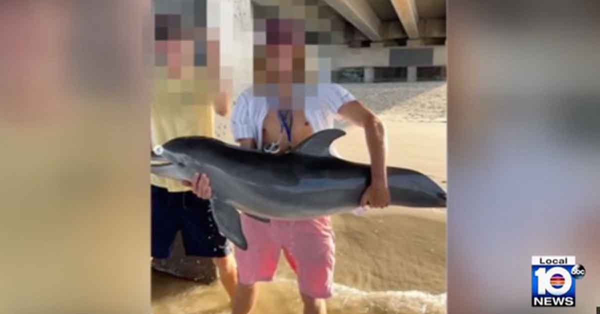 Dolphin Found Dead After Florida Man Plucked It From the Water For Instagram Selfie