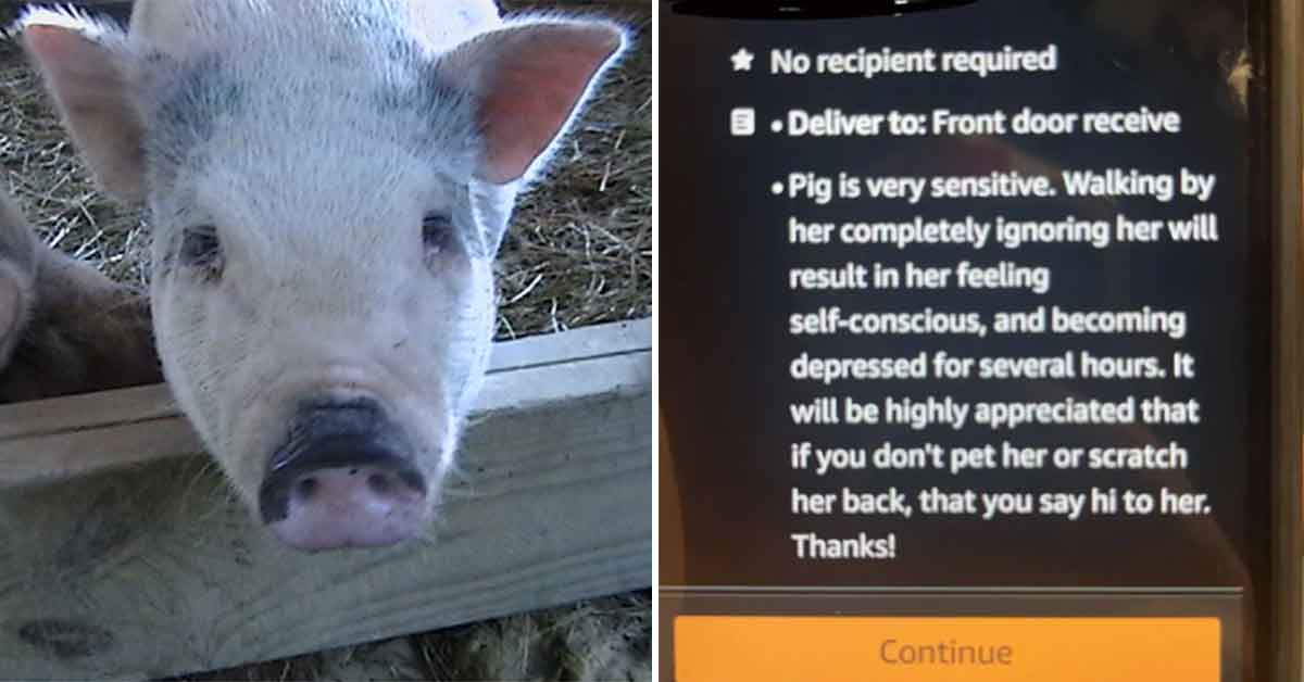 Amazon Driver Instructed That Ignoring Pig Will Result in Her Being ‘Self-Conscious and Depressed’