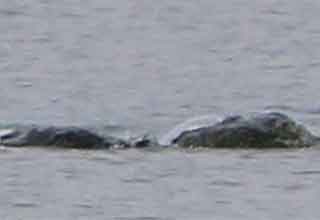 Amateur Cryptid Photographer Captures ‘Most Exciting Surface Pictures’ of the Loch Ness Monster