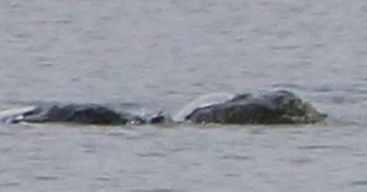 Amateur Cryptid Photographer Captures ‘Most Exciting Surface Pictures’ of the Loch Ness Monster