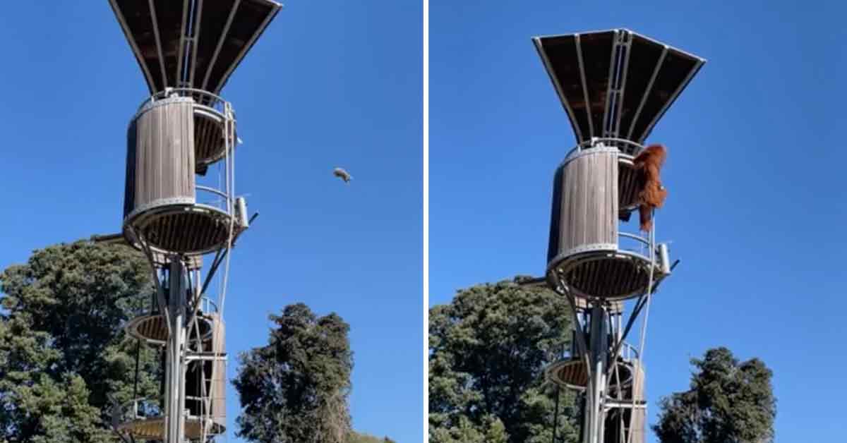 Orangutan Throws Possum Out of Second Story Zoo Enclosure - Funny Video