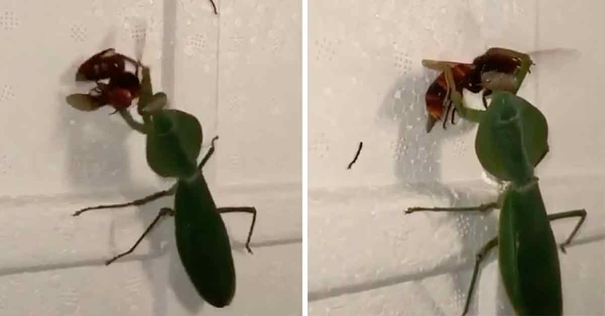 Praying Mantis and Hornet Go At It In Horrifying Scuffle