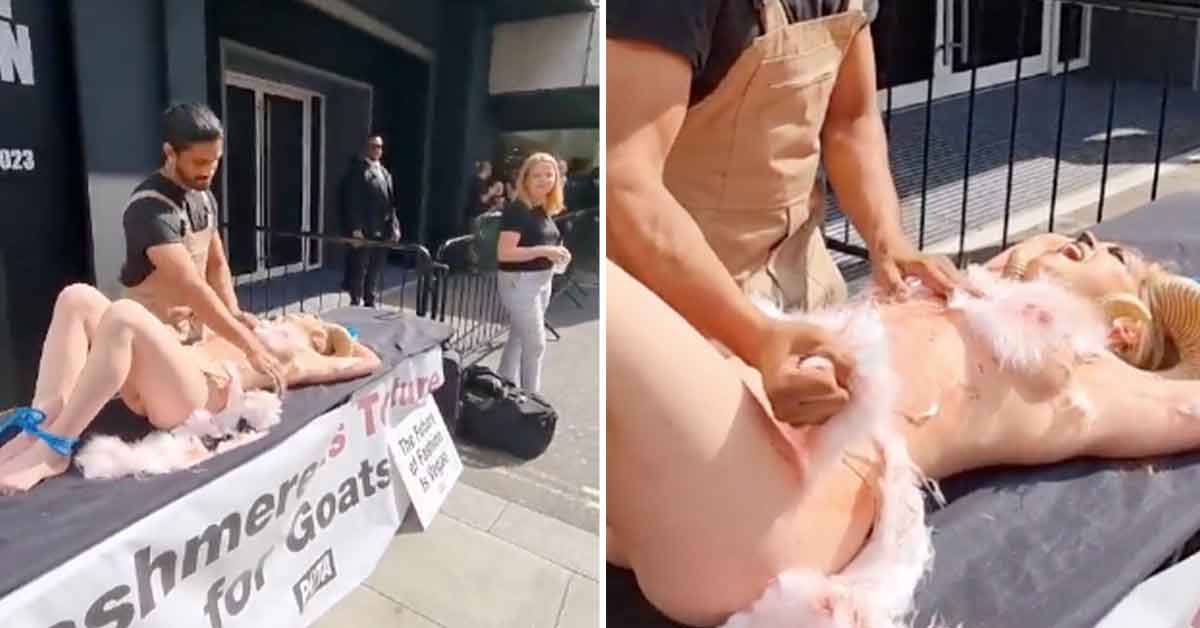 PETA’s New ‘Cashmere Is Torture’ Stunt Makes Animal Cruelty Way Too Sexy