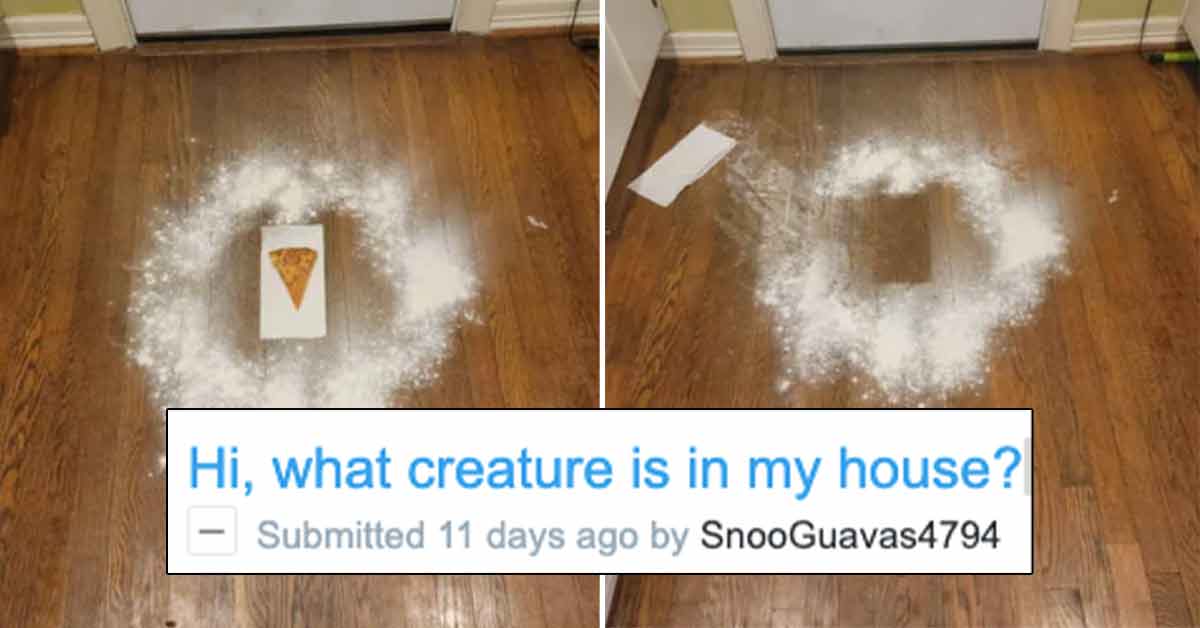 Woman Keeps Getting Absolutely Owned by the Rodent Living in His House