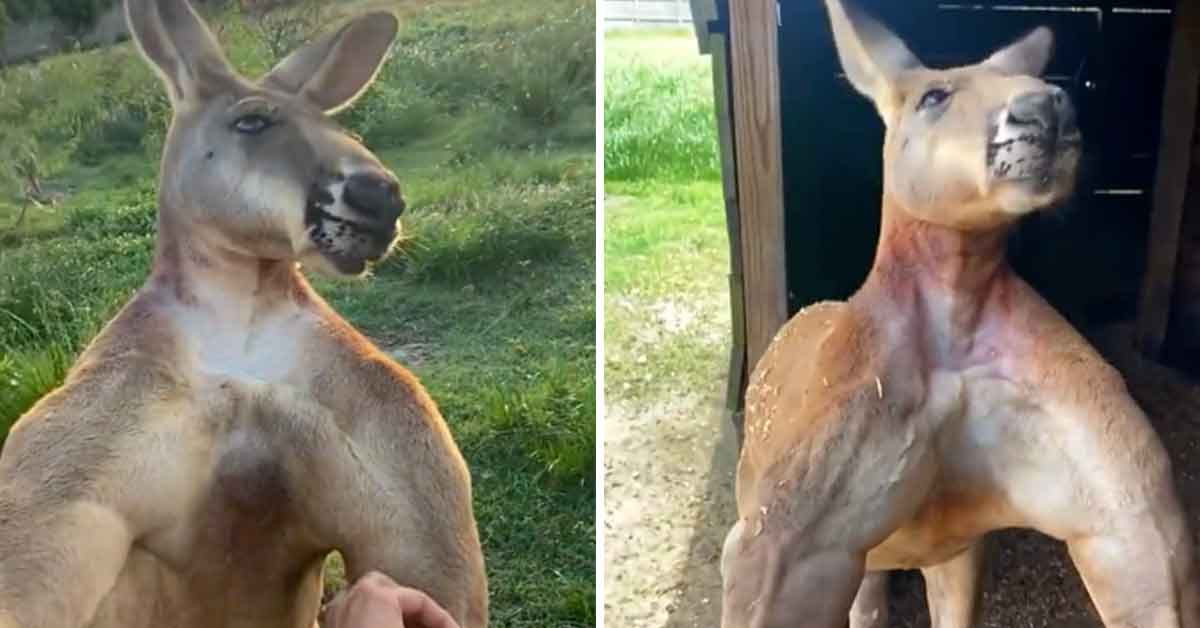 'WYD If This Kangaroo Slaps Ya Girl’s A--?': Reminder That Kangaroos Are F–ing Ripped