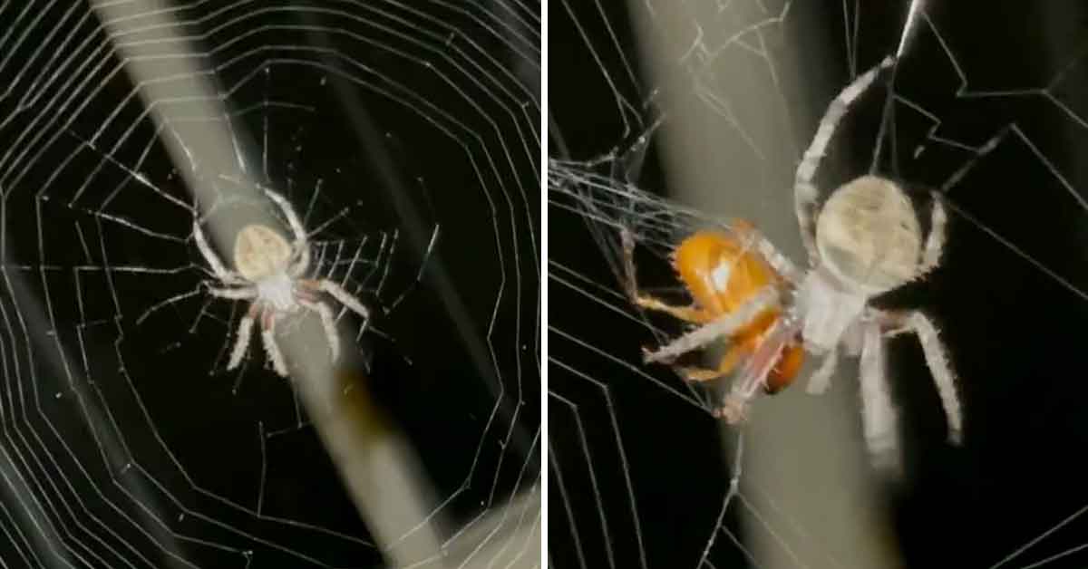 dude throws a june bug into a spider's web