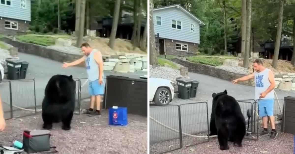 'It's Just a Scratch': Man Kicks Out Party Crashing Bear and Lives to Tell the Tale