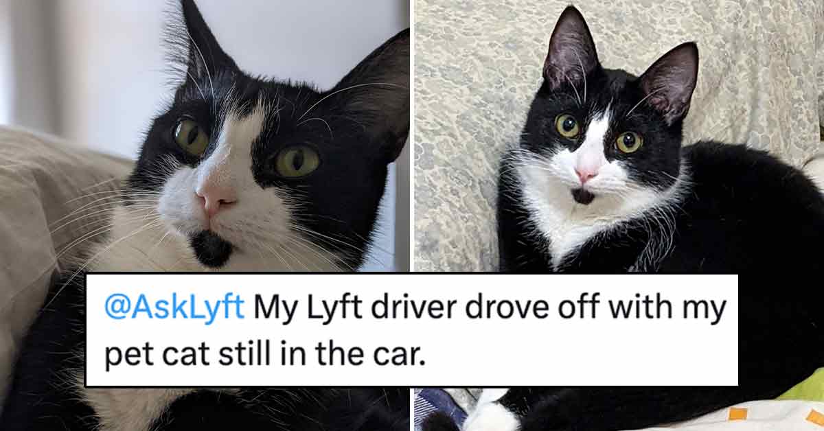 Lyft Driver Speeds Off With Passenger's Cat Still In the Backseat