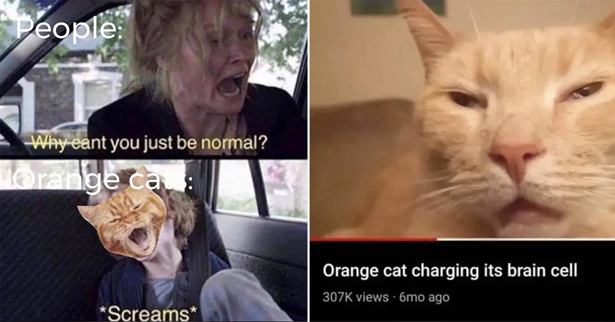 15 Orange Cat Memes For Our One Brain Cell Companions