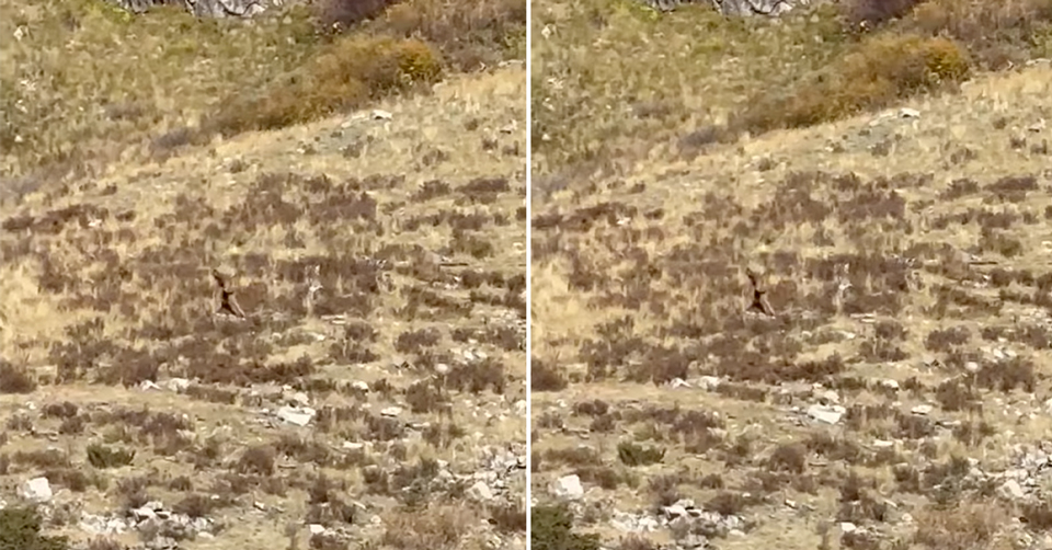 'Probably Gamey But Delicious': Bigfoot Allegedly Spotted In Colorado