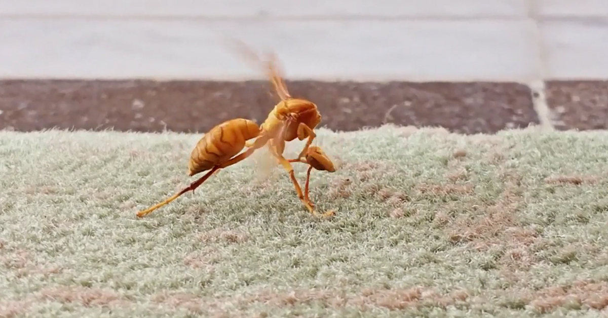 Watch a Wasp Try and Reattach Its Severed Head