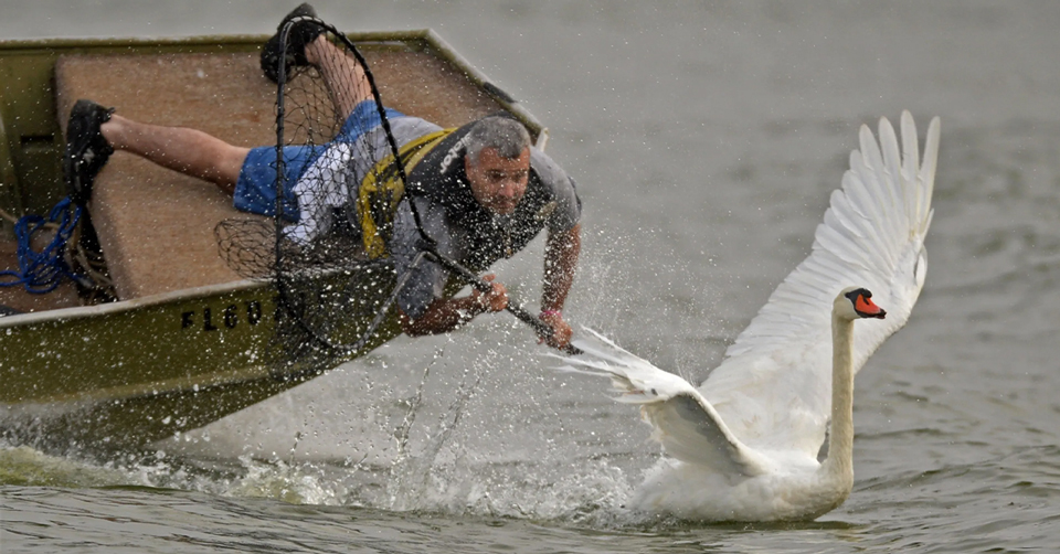 Meet Florida’s Swan Wranglers