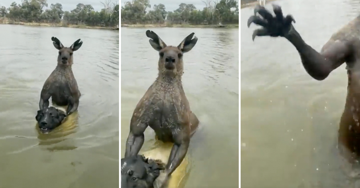 Australian Man Fights Off Kangaroo Who Has His Dog In a Headlock