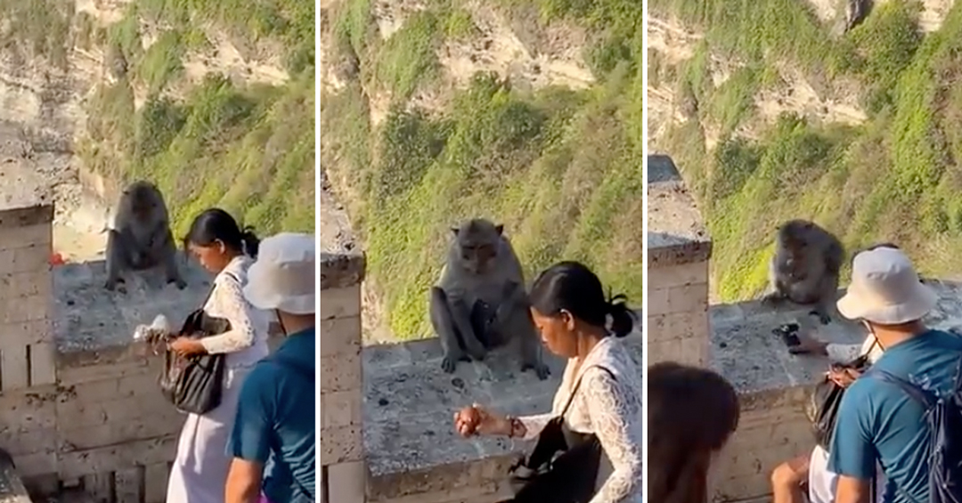 Bali Monkeys Are Extorting Tourists By Stealing Their Cell Phones