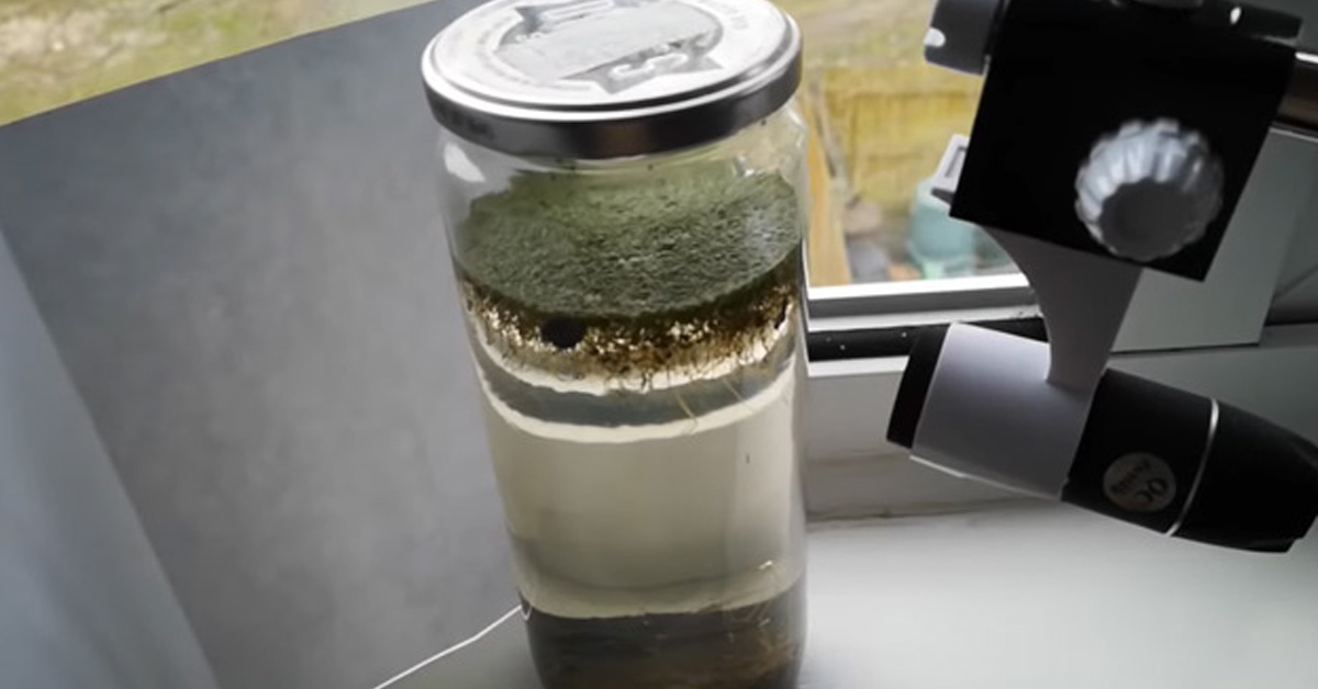 a jar of pond water with plants and life inside it | cool video showing a jar of pond water coming alive