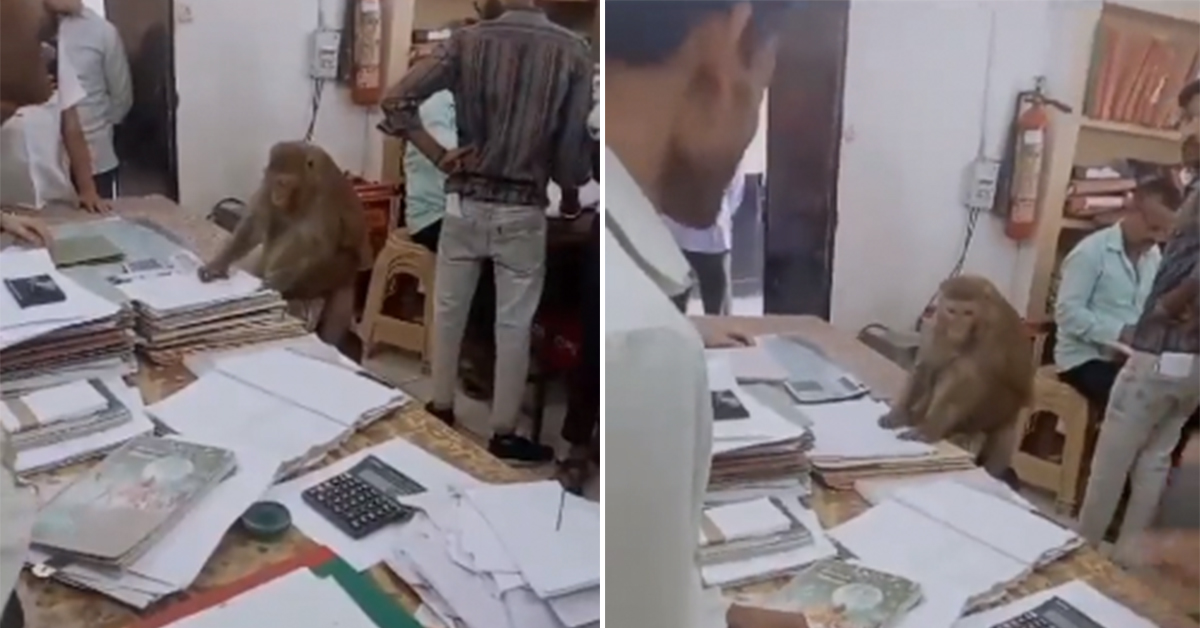 Monkey Enters Government Building, Gets to Work