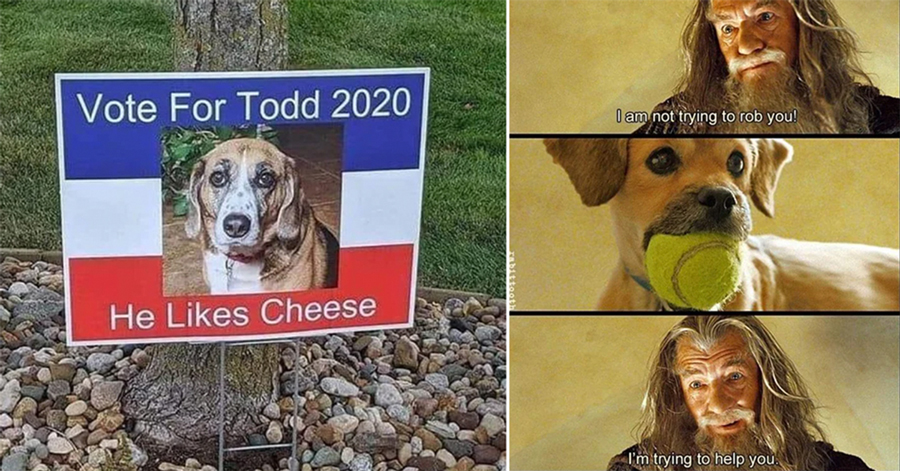 24 Dog Memes That Won't Eat Your Couch