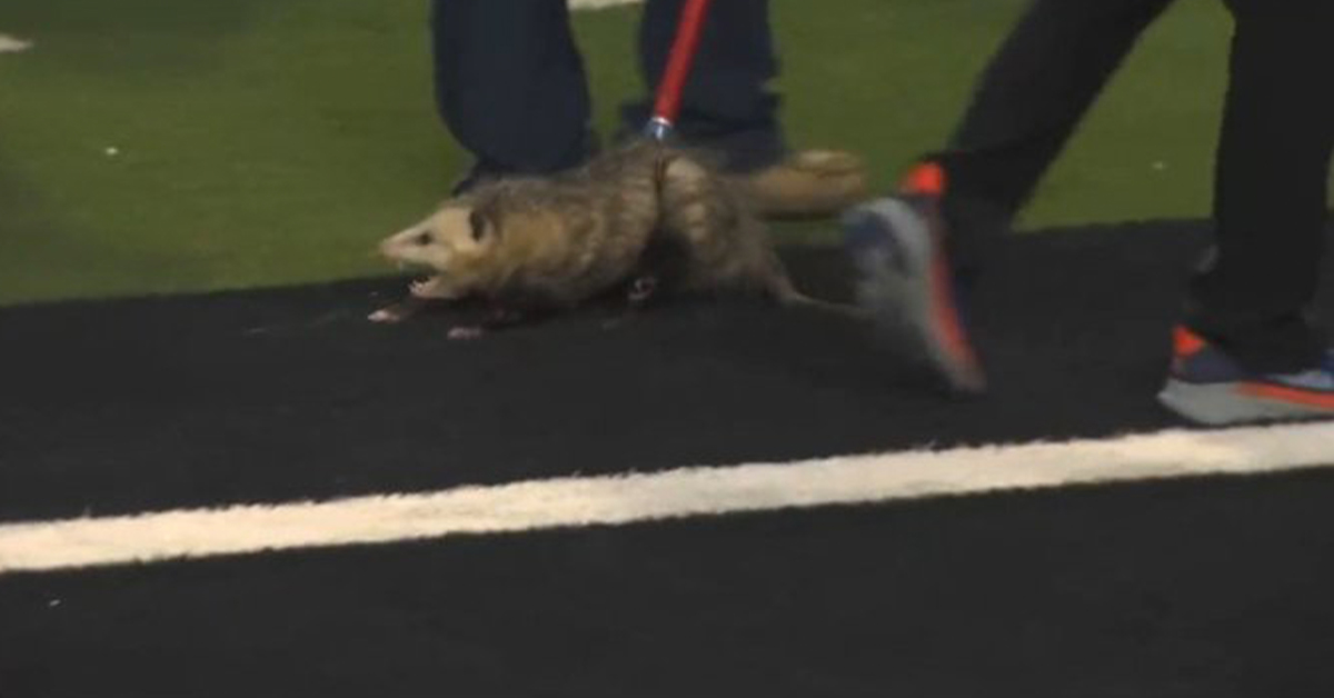 Everyone Want's This Possum On Their College Football Team