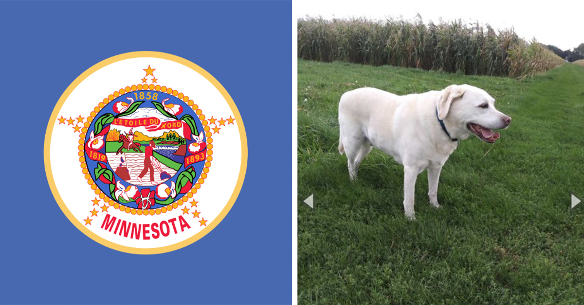 People Want This Dog to Be the New Minnesota State Flag