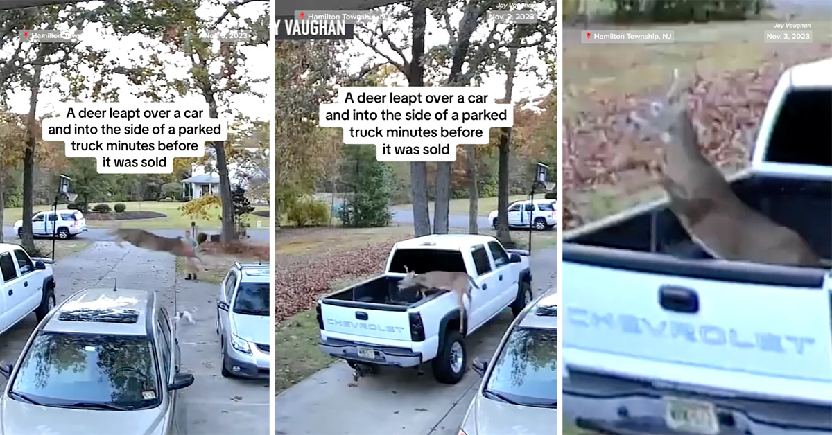 Guy’s 'Mint' Truck Damaged by Long Jumping Deer Moments Before Buyer Shows Up for Inspection