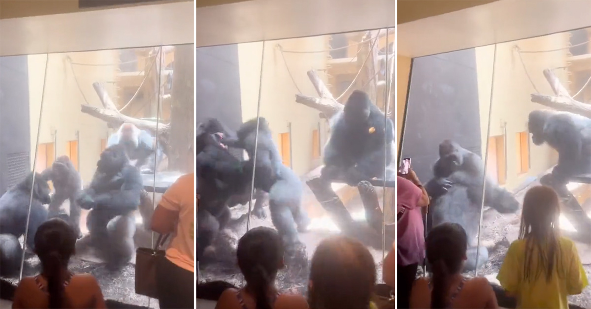 'What’s The Zookeeper Going to Do?': Gorilla Brawl It Out In Front of Amazed Crowd