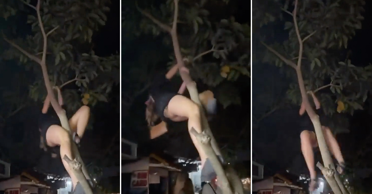 Drunk Tourist Tries to Climb A Tree and Falls on Her A–