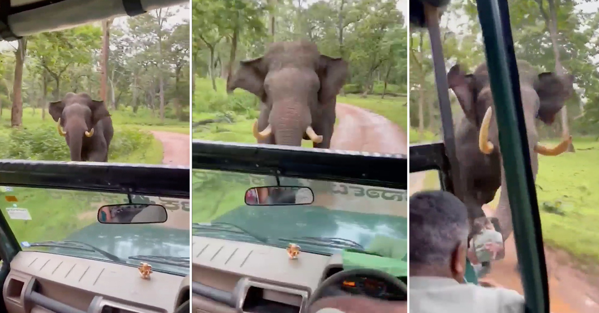 'Know Your Place, Puny Humans': Angry Elephant Charges Safari Group, Forces Them to BTFO