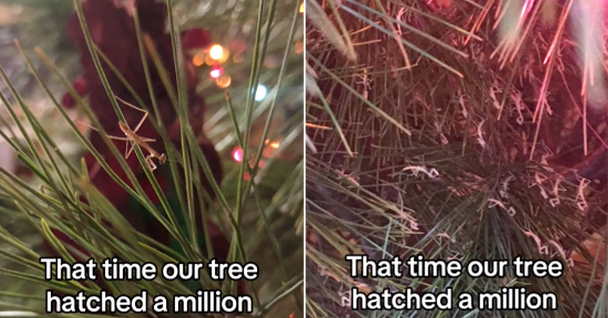 ‘Beware of Real Trees’: Woman's Christmas Tree Hatches Hundreds of Praying Mantises