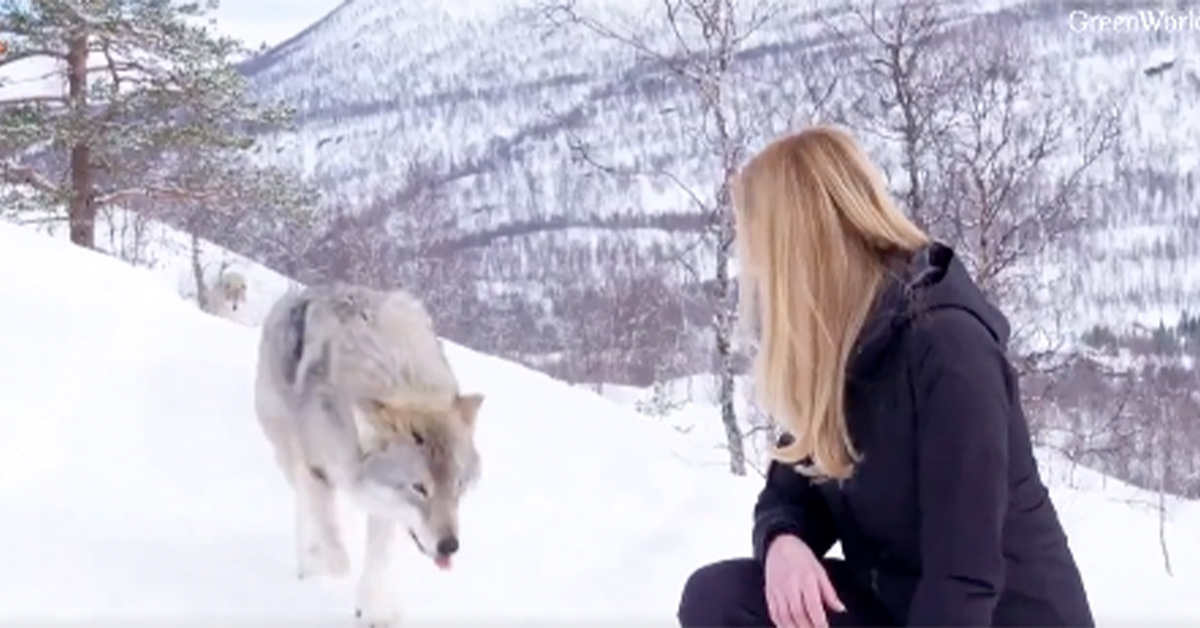Why Is This Woman Tongue Kissing a Wild Wolf?