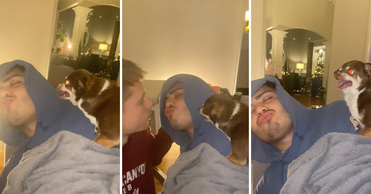 Homophobic Chihuahua Disgusted By the Sight of Two Guys Kissing