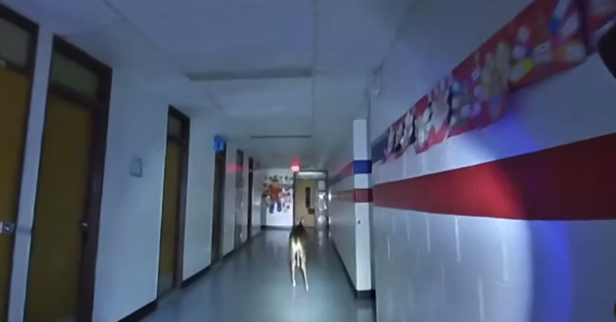 'Oh My God': Cops Chase Wild Deer Through Elementary School