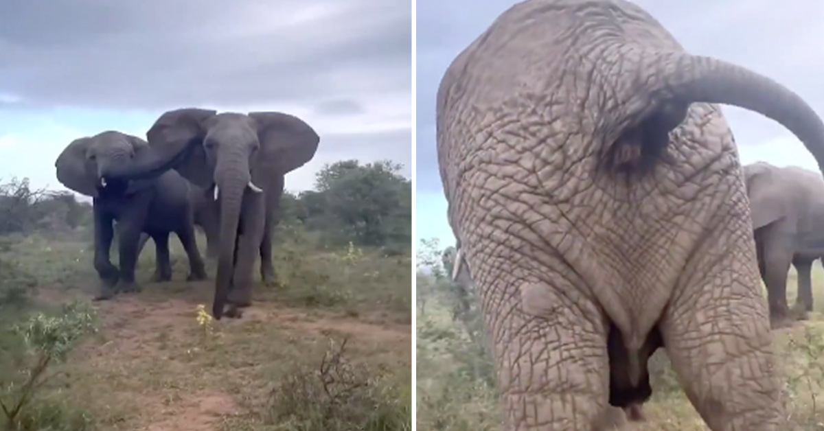 'He’s In the Blast Zone': Elephant Spectacularly Rips the Greatest Fart Ever Farted