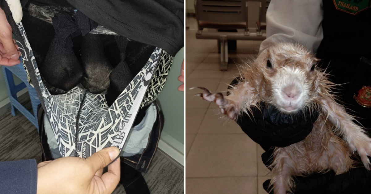 Man Arrested in Airport After Trying to Smuggle Two Otters and a Prairie Dog in His Underwear
