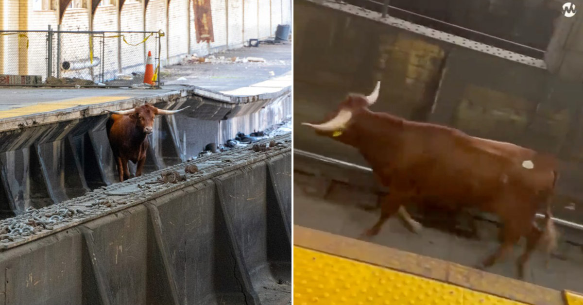 ‘B Train Now Approaching’: Loose Bull Seen Running Down Tracks Shutdown New Jersey Transit For 45 Minutes