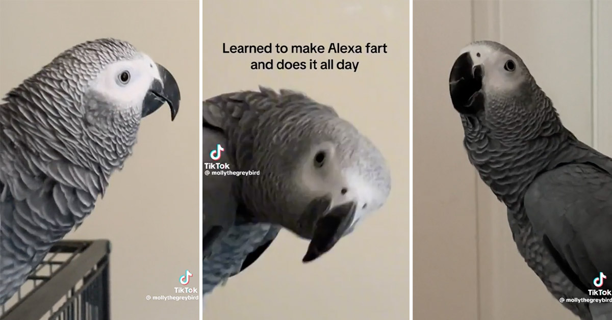 Gray Bird Is Absolutely Obsessed With Making Her Alexa Fart